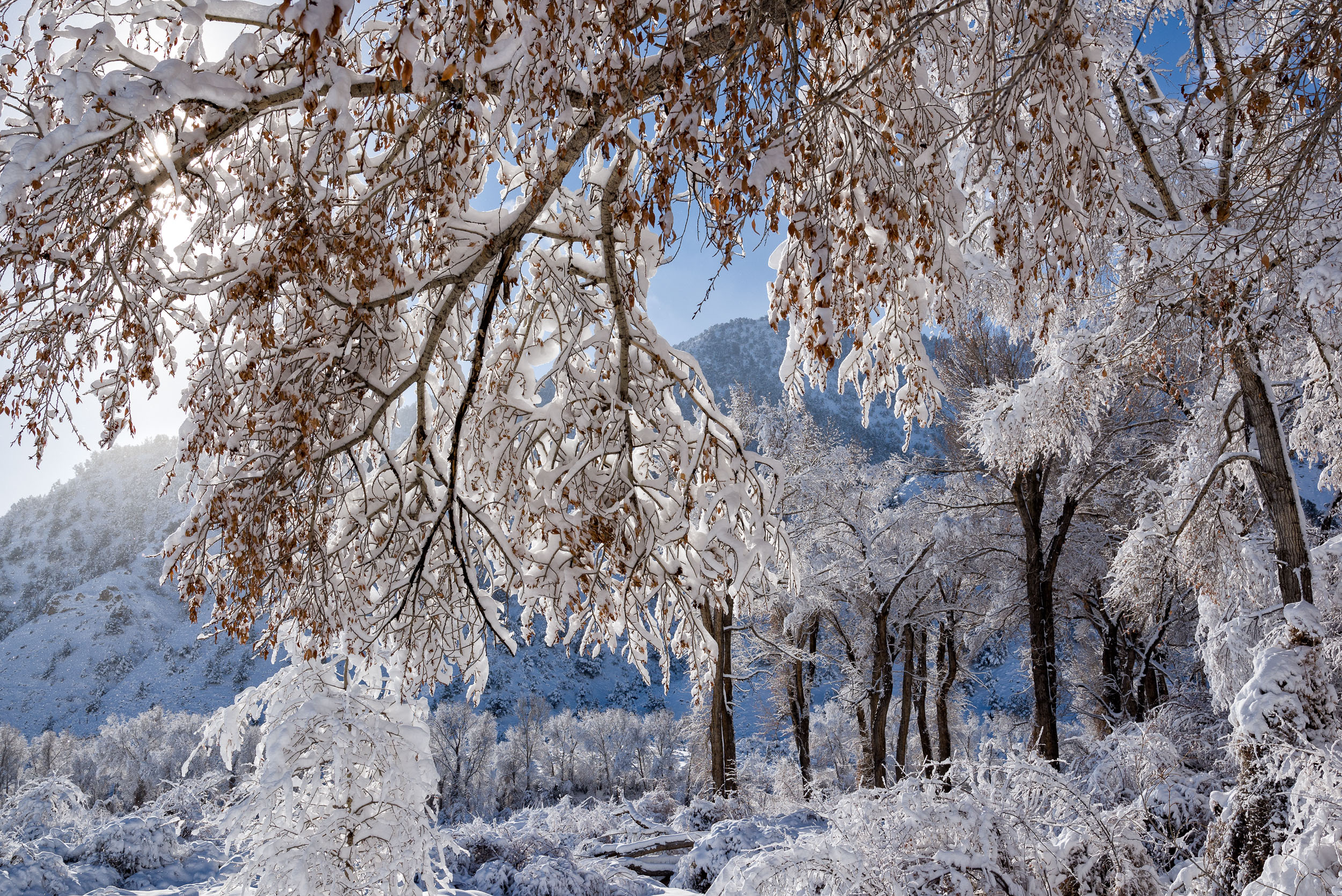 Landscape_Nature_165