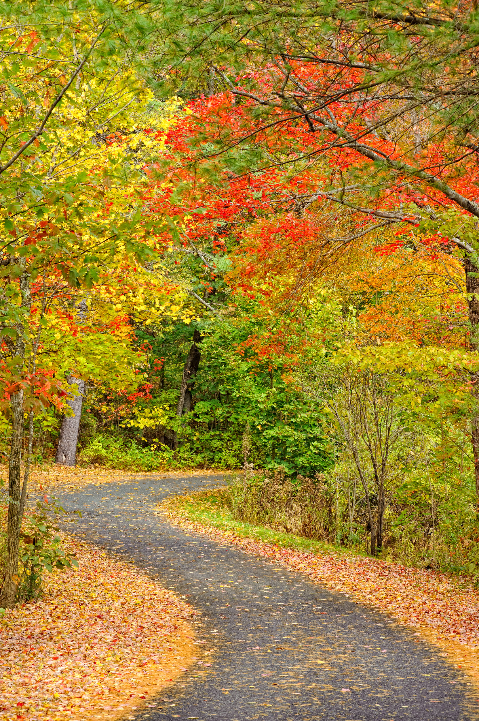 Landscape_Nature_68